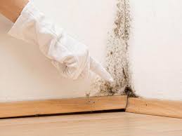 Professional Mold Prevention & Removal  in Denver City, TX